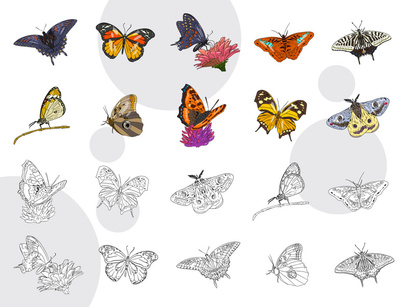 Set adorable and beauty butterfly colored, linear , vector illustration collection.