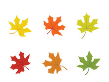Maple Leaf design illustration