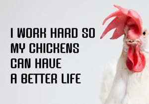 Chicken Stickers
