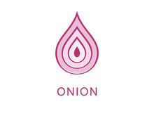 Onion logo vector , red onion icon . illustration Simple onion symbol