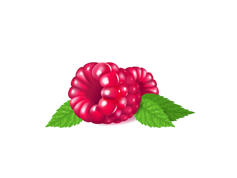 Ripe raspberries, fresh organic dessert realistic vector illustration