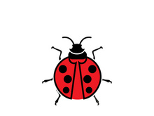 ladybird animal  vector logo symbol icon