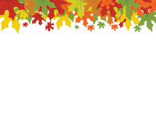 Maple Leaf design illustration