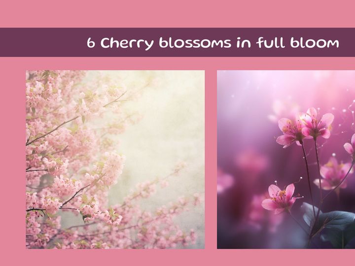 Cherry blossoms in full bloom on a tree