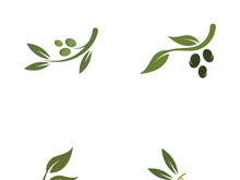 Branched olive fruit logo with creative idea.