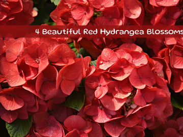 Beautiful Red Hydrangea Blossoms preview picture