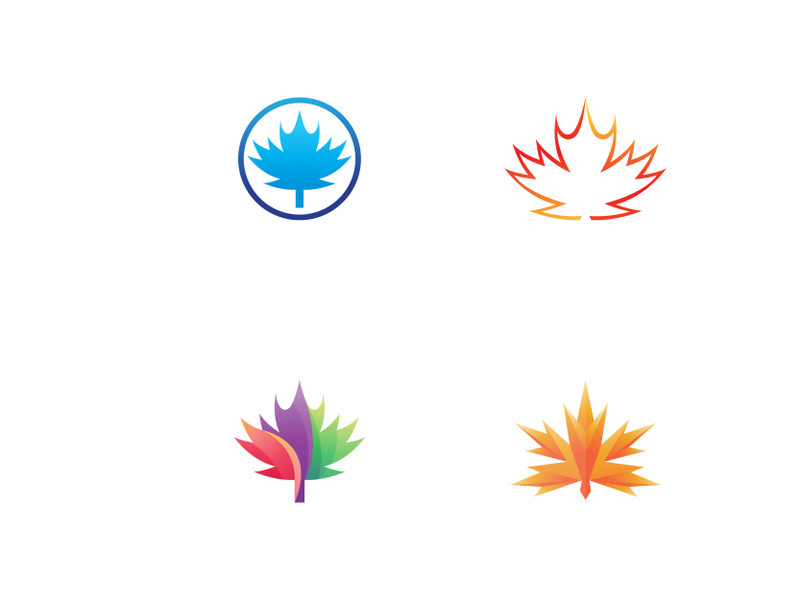Maple leaf vector illustration design template