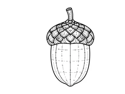Close-up of an acorn with textured cap and smooth nut. Natural autumn seed detail.
