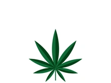 Canabis leaf logo and symbol vector