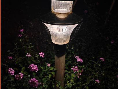 Purple Blooms in the Wild