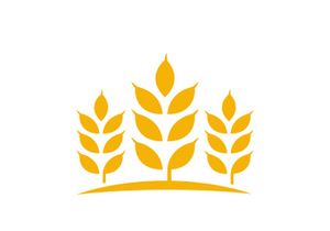 Agriculture wheat rice icon illustration