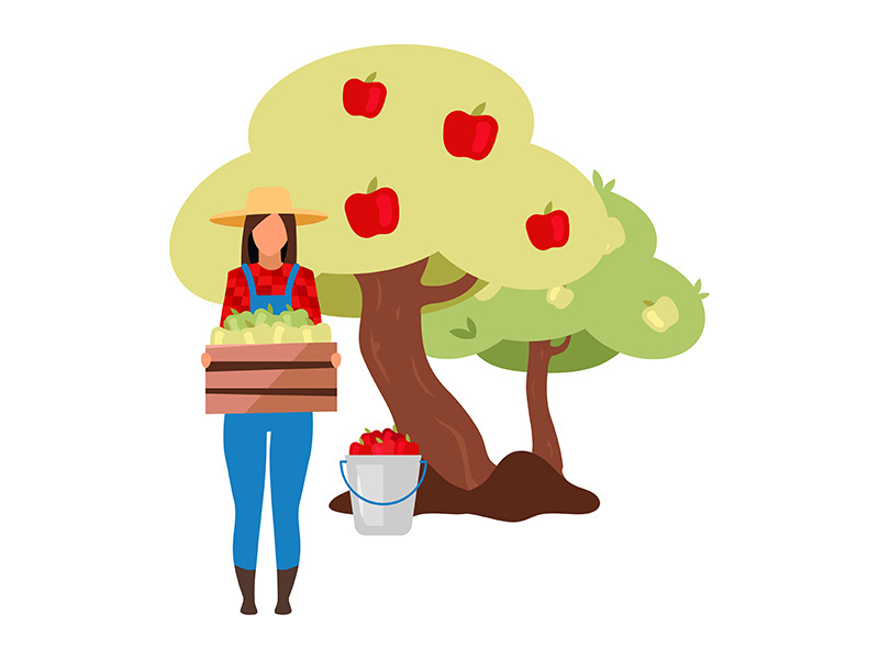 Female farmer gathering, carrying ripe apples from tree flat vector illustration