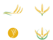 Agriculture wheat vector