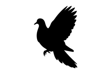 Silhouette of a bird in flight with wings spread wide