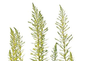 3 Meadow Plant Cutouts