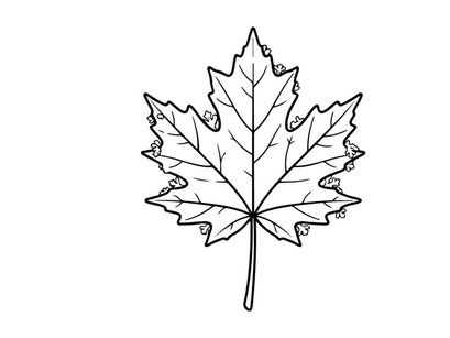 Close-up of a detailed maple leaf. Natural autumn foliage with vibrant colors.