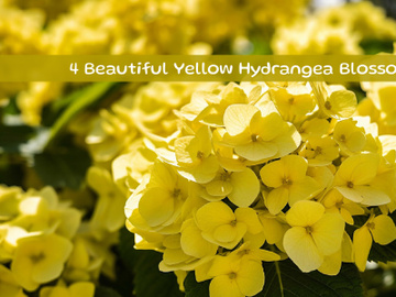 Beautiful Yellow Hydrangea Blossoms preview picture