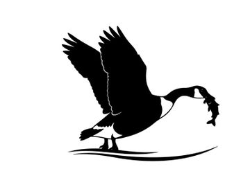 Silhouette of a bird catching a fish in mid air preview picture