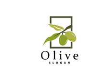 Olive Oil Logo, Olive Leaf Plant Herbal Garden Vector
