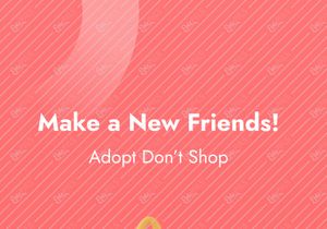Pets Adoption Mobile App UI