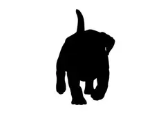 black cat silhouette vector illustration