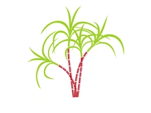 Sugarcane logo vectcr