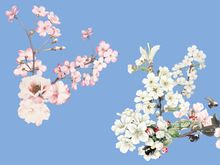 Vector Flower Watercolor Illustration