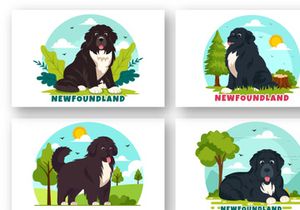 10 Newfoundland Dog Illustration