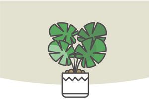 Indor Flower Vector Illustration