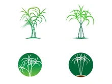 Sugarcane logo vectcr