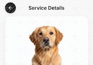 Luxury Pet Grooming & Wellness App Design | Modern Mobile UI Cas