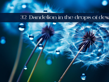 Dandelion in the drops of dew preview picture