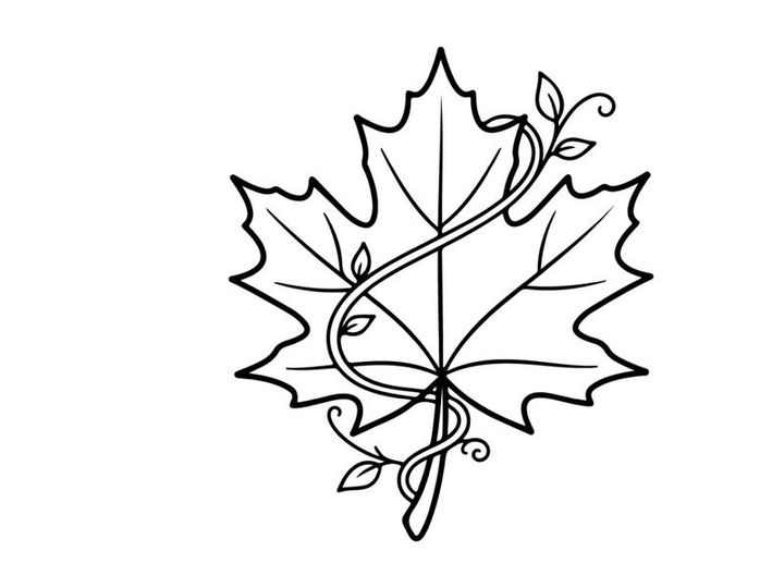 Elegant line art of a maple leaf with swirling details. Artistic botanical illustration for design projects.
