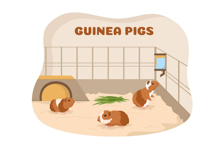 10 Guinea Pig Pets Illustration