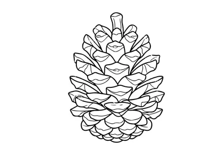 Close-up of a pine cone. Natural botanical detail for nature themes.
