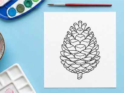 Close-up of a pine cone on white background. Natural botanical detail for nature or holiday themes.