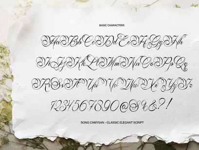 Song Camysa | Classic Elegant Script