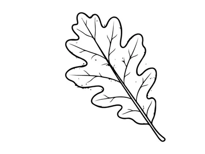 Nahaufnahme eines Eichenblatts auf weißem Hintergrund. Natürliche botanische Details für Umwelt- oder Naturtypografie.