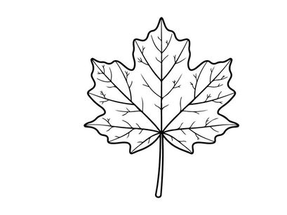 Ilustrasi daun maple yang detail. Gambar botani elegan untuk proyek desain