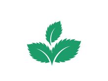 Mint Leaf icon template illustration