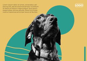 Pet Lovers Minimal Colorful Instagram Template