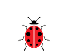 ladybird animal  vector logo symbol icon