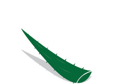 Aloe Vera logo icon design symbol beauty skin care