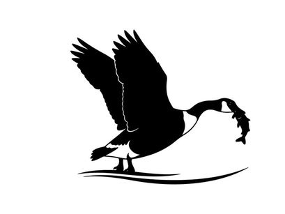 Silhouette of a bird catching a fish in mid air