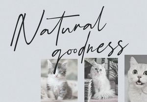 Schrödinger's | Signature Font
