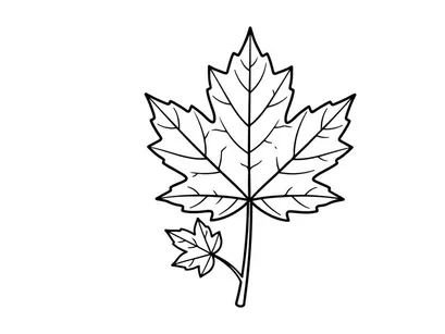 Detailed maple leaf illustration. Artistic botanical drawing for design projects