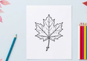 Close-up of a detailed maple leaf. Natural autumn foliage in vibrant colors.