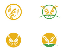 Agriculture wheat vector
