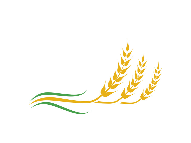 Agriculture wheat vector