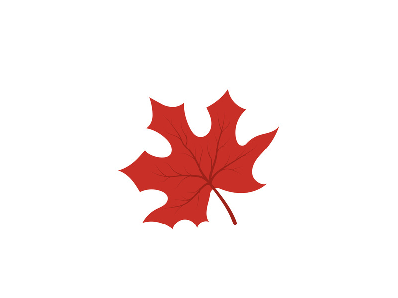 Maple Leaf design illustration
